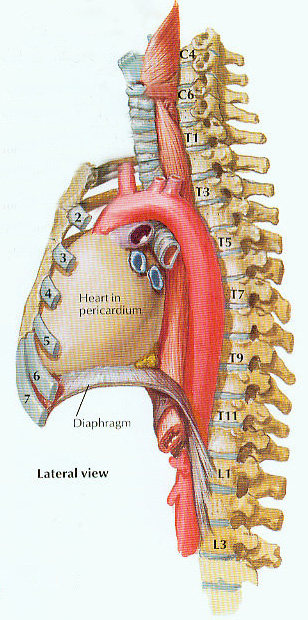 heart001