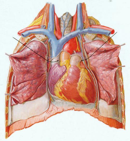 HEART002