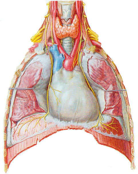 Heart023