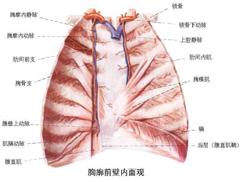 胸廓内动脉